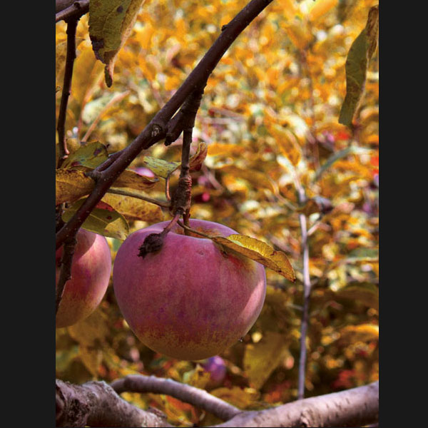 Photography of an Apple in a tree