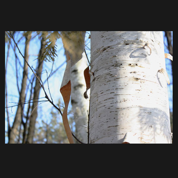 Picture of a birch tree