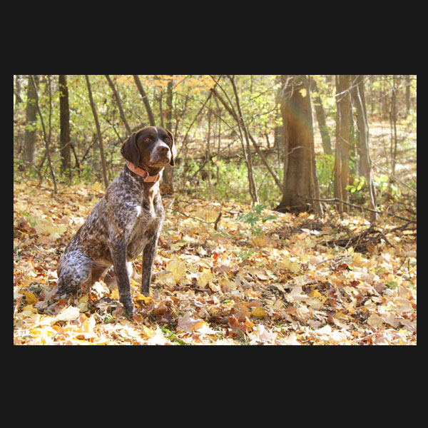 Picture of a dog, German Shorthair