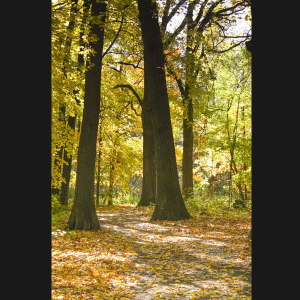 Picture of a path in a park in fall