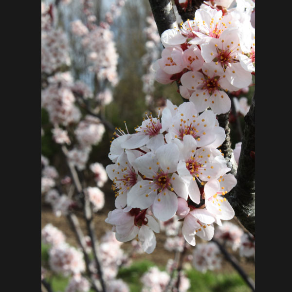 Picture of a plum tree in bloom during spring